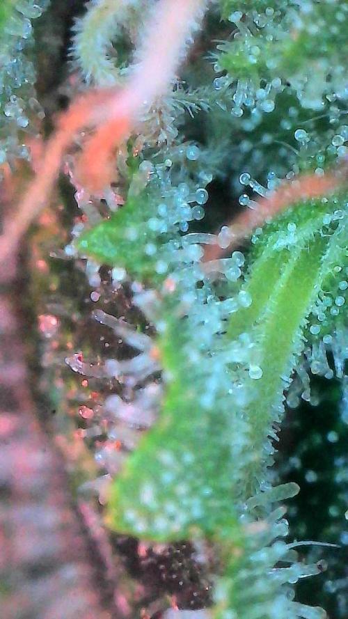 Bruce Banner 3- Autopot v Airpots. Week 11 - Day 77