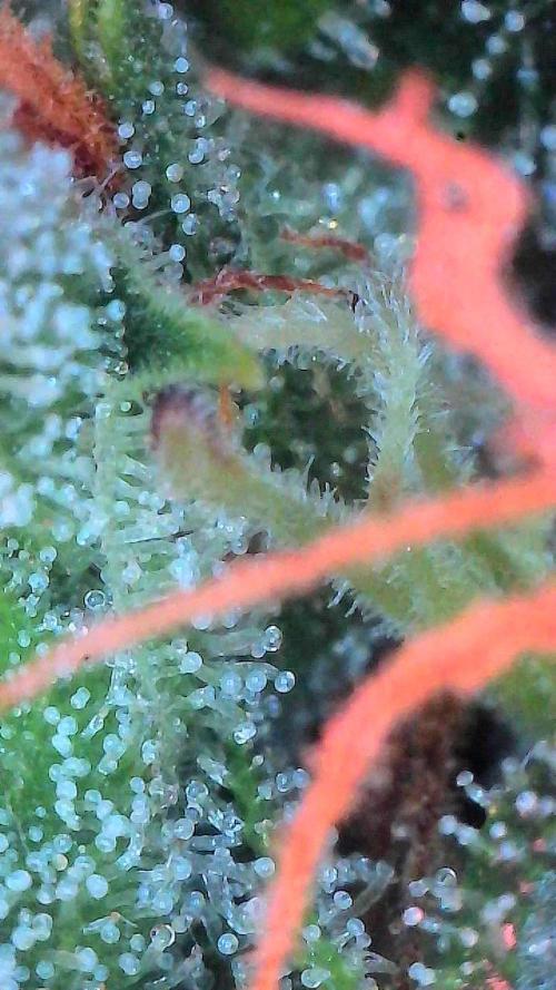 Bruce Banner 3- Autopot v Airpots. Week 11 - Day 77