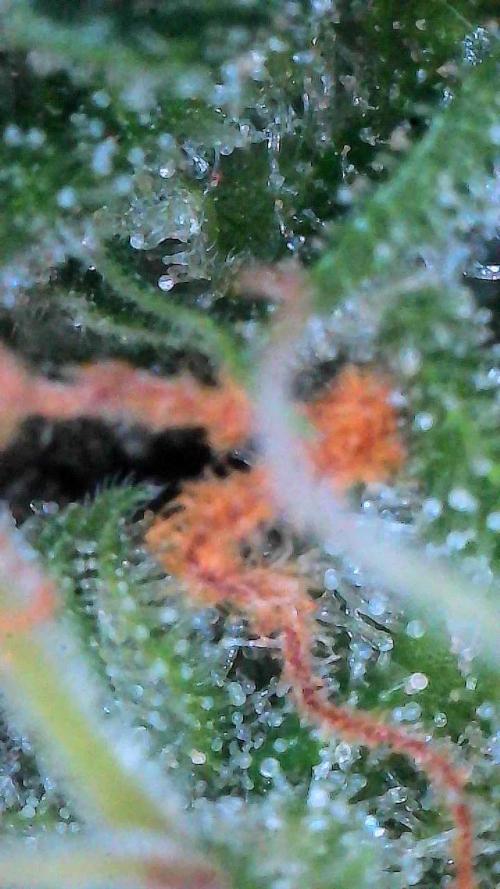 Cloudlab 864D. Week 11