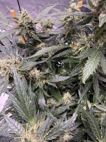 Bruce Banner 3- Autopot v Airpots. Week 11 - Day 77