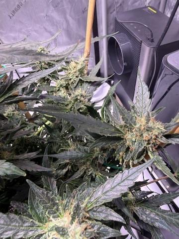 Bruce Banner 3- Autopot v Airpots. Week 11 - Day 77