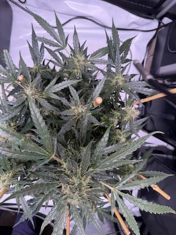Bruce Banner 3- Autopot v Airpots. Week 11 - Day 77