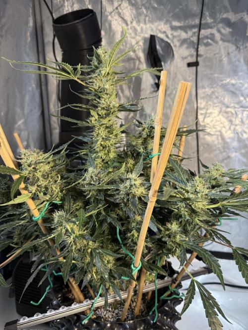 Bruce Banner 3- Autopot v Airpots. Week 12 - BB 2-Day 78