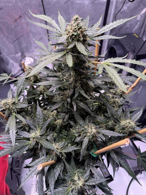 Bruce Banner 3- Autopot v Airpots. Week 12 - BB 2-Day 78