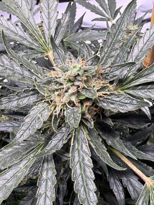 Bruce Banner 3- Autopot v Airpots. Week 12 - BB 2-Day 78