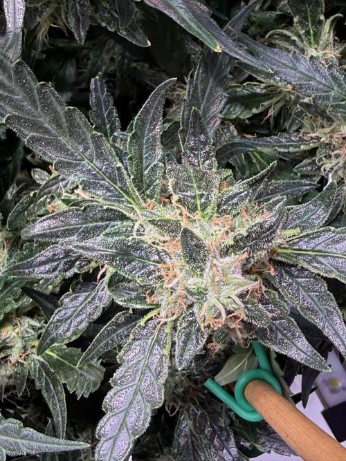 Bruce Banner 3- Autopot v Airpots. Week 12 - BB 2-Day 78