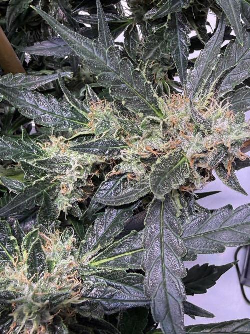 Bruce Banner 3- Autopot v Airpots. Week 12 - BB 2-Day 78
