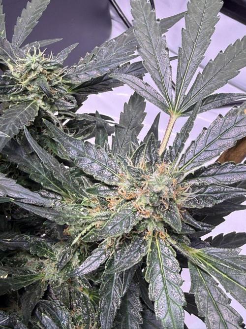 Bruce Banner 3- Autopot v Airpots. Week 12 - BB 2-Day 78