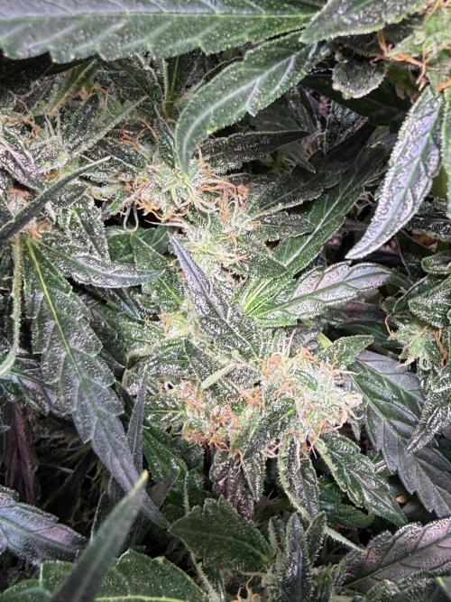 Bruce Banner 3- Autopot v Airpots. Week 12 - BB 2-Day 78