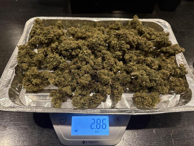 Jack Herer Auto. Week 13 - Day 91-Lower Bud final Dry weight