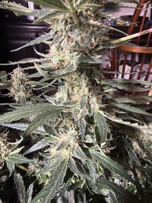 Bruce Banner 3- Autopot v Airpots. Week 12 - BB 2-Day 80