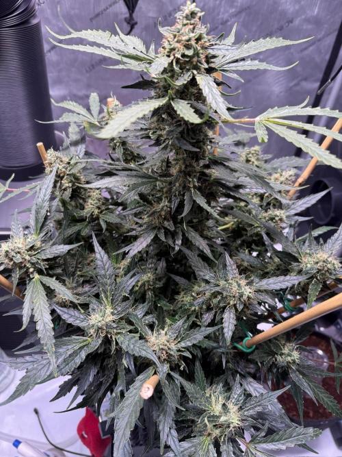 Bruce Banner 3- Autopot v Airpots. Week 12 - BB 2-Day 80