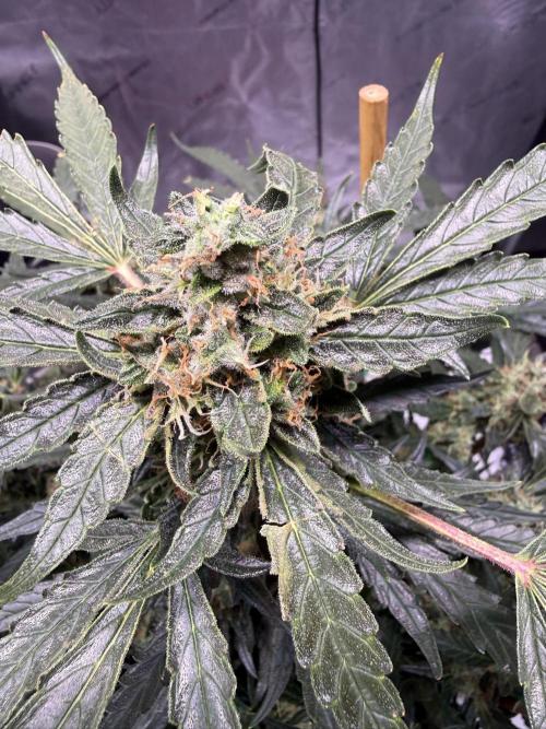 Bruce Banner 3- Autopot v Airpots. Week 12 - BB 2-Day 80