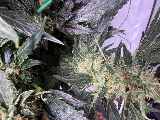 Bruce Banner 3- Autopot v Airpots. Week 12 - BB 2-Day 80