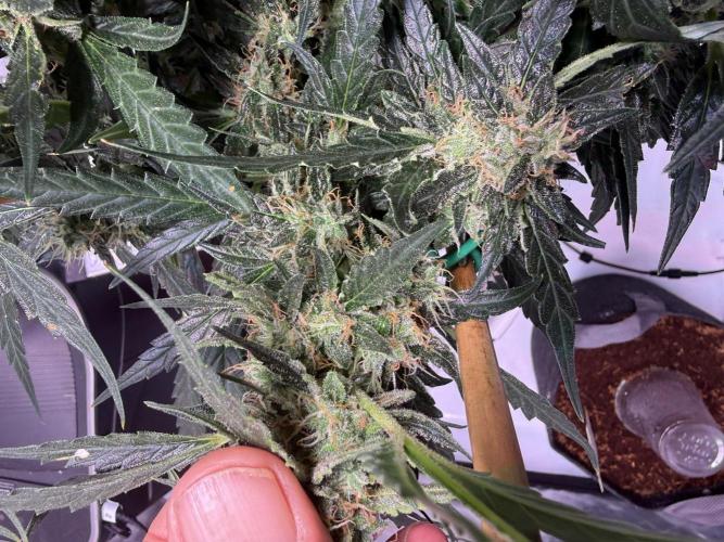 Bruce Banner 3- Autopot v Airpots. Week 12 - BB 2-Day 80