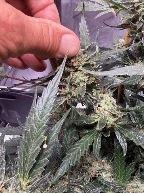 Bruce Banner 3- Autopot v Airpots. Week 12 - BB 2-Day 80