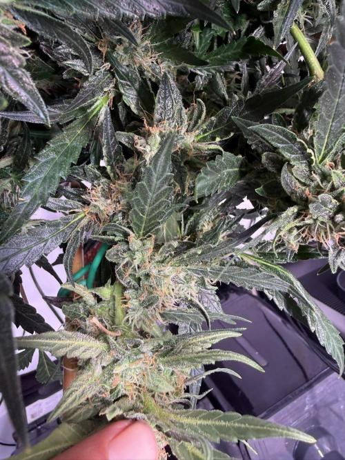 Bruce Banner 3- Autopot v Airpots. Week 12 - BB 2-Day 80