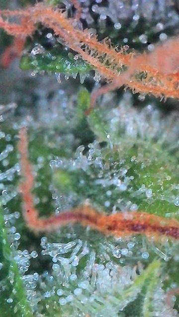 Bruce Banner 3- Autopot v Airpots. Week 12 - BB 2-Day 82