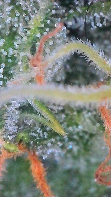 Bruce Banner 3- Autopot v Airpots. Week 12 - BB 2-Day 82