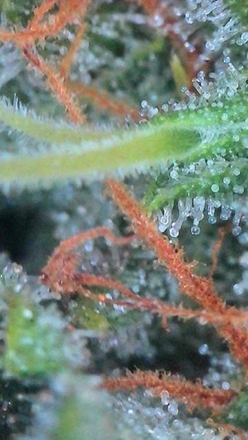 Bruce Banner 3- Autopot v Airpots. Week 12 - BB 2-Day 82