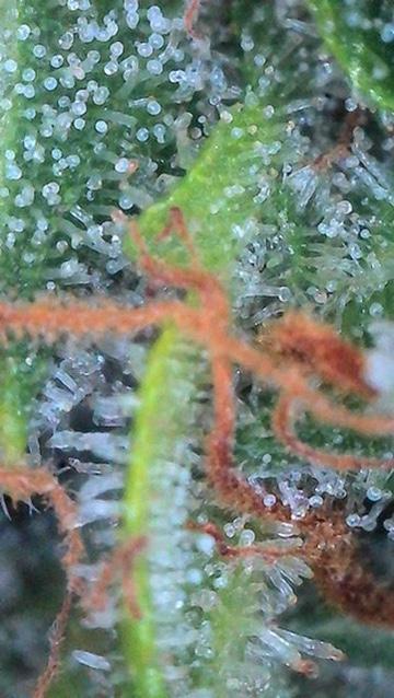 Bruce Banner 3- Autopot v Airpots. Week 12 - BB 2-Day 82
