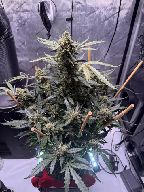 Bruce Banner 3- Autopot v Airpots. Week 12 - BB 2-Day 84