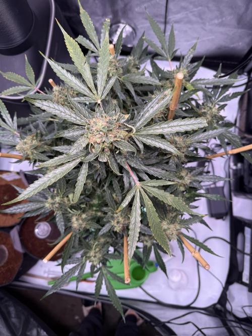 Bruce Banner 3- Autopot v Airpots. Week 12 - BB 2-Day 84
