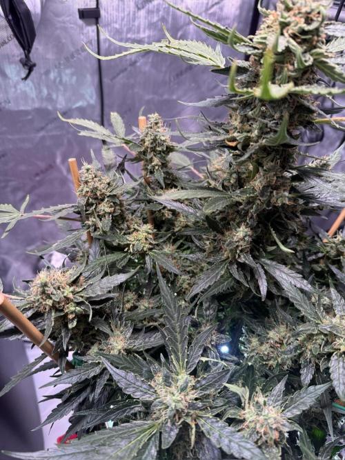 Bruce Banner 3- Autopot v Airpots. Week 12 - BB 2-Day 84