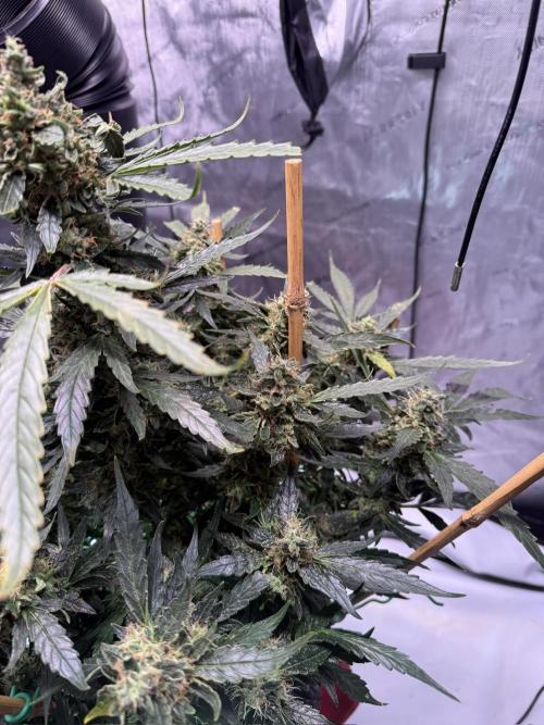 Bruce Banner 3- Autopot v Airpots. Week 12 - BB 2-Day 84