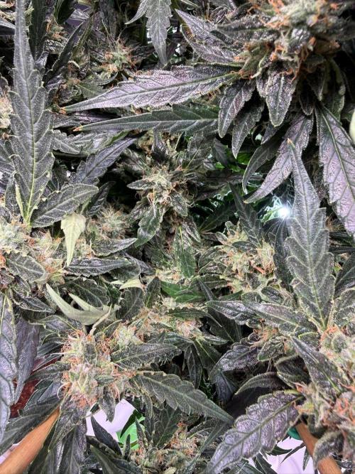 Bruce Banner 3- Autopot v Airpots. Week 12 - BB 2-Day 84