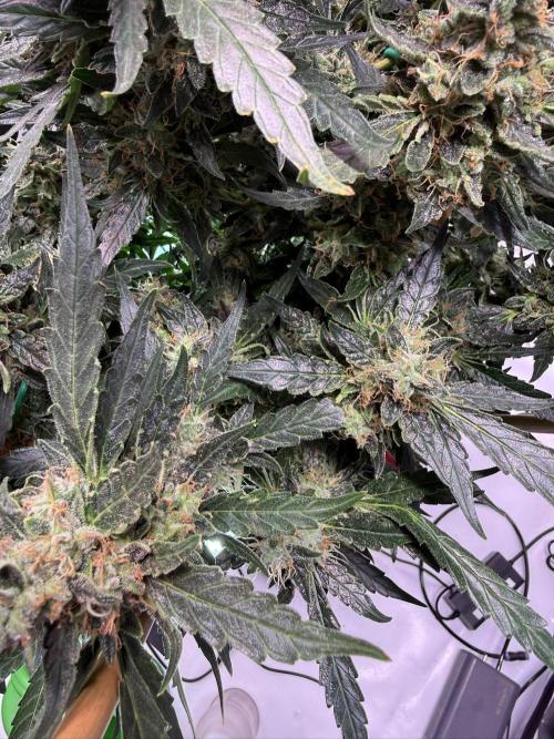 Bruce Banner 3- Autopot v Airpots. Week 12 - BB 2-Day 84