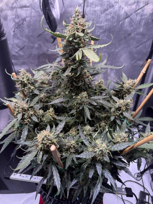 Bruce Banner 3- Autopot v Airpots. Week 13 - BB 2 Day 86-Before Harvest
