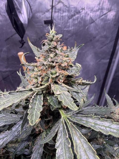 Bruce Banner 3- Autopot v Airpots. Week 13 - BB 2 Day 86-Before Harvest