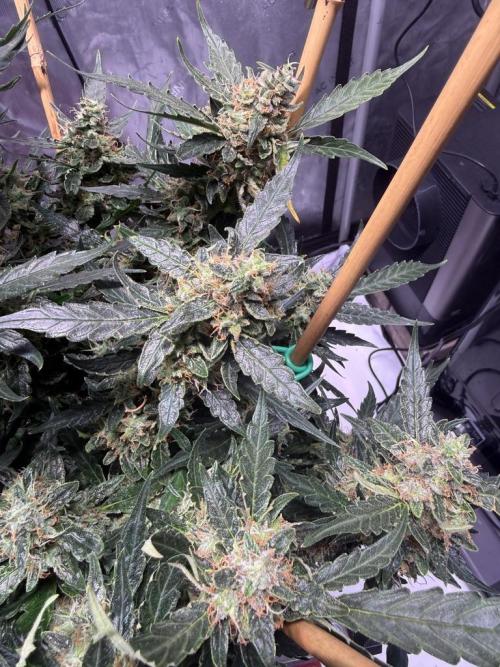 Bruce Banner 3- Autopot v Airpots. Week 13 - BB 2 Day 86-Before Harvest