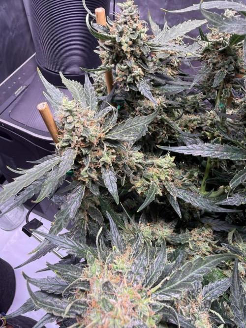 Bruce Banner 3- Autopot v Airpots. Week 13 - BB 2 Day 86-Before Harvest