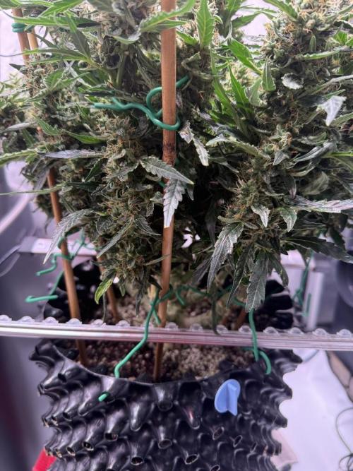 Bruce Banner 3- Autopot v Airpots. Week 13 - BB 2 Day 86-Before Harvest