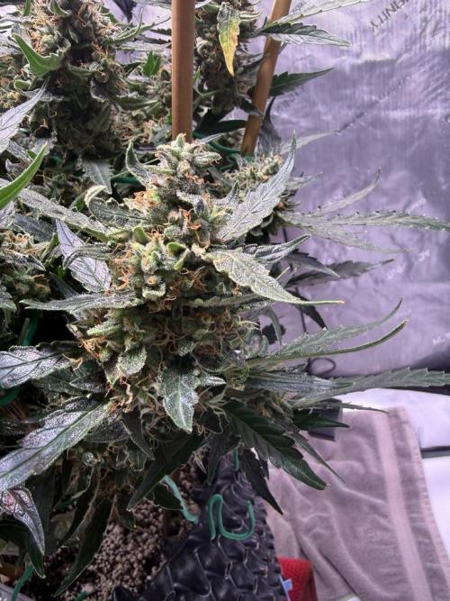 Bruce Banner 3- Autopot v Airpots. Week 13 - BB 2 Day 86-Before Harvest