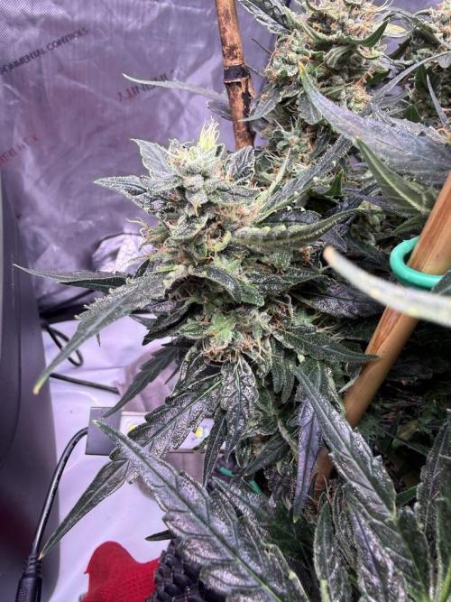 Bruce Banner 3- Autopot v Airpots. Week 13 - BB 2 Day 86-Before Harvest
