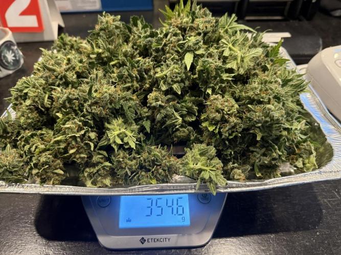 Bruce Banner 3- Autopot v Airpots. Week 14 - BB1-Wet Weight Trimmed 12.66 oz