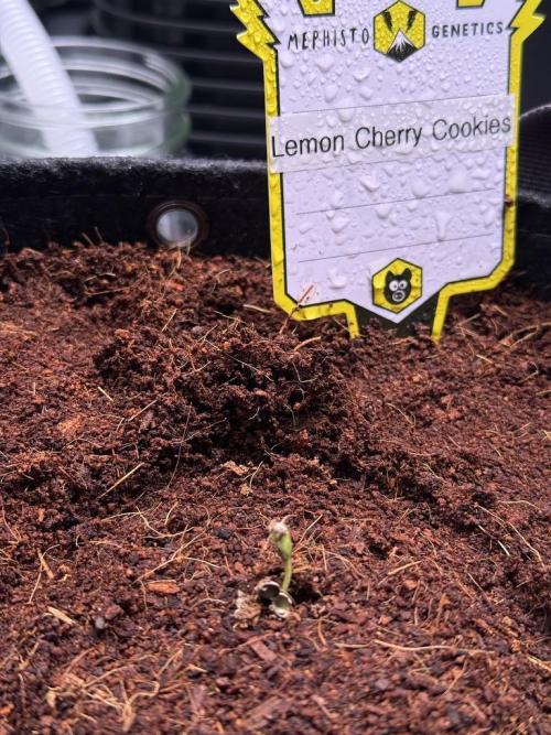 Lemon Cherry Cookies (Encore). Week 0 - May 14-Sprouts-Day 0