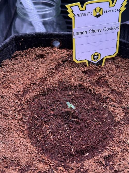 Lemon Cherry Cookies (Encore). Week 1 - Day 1