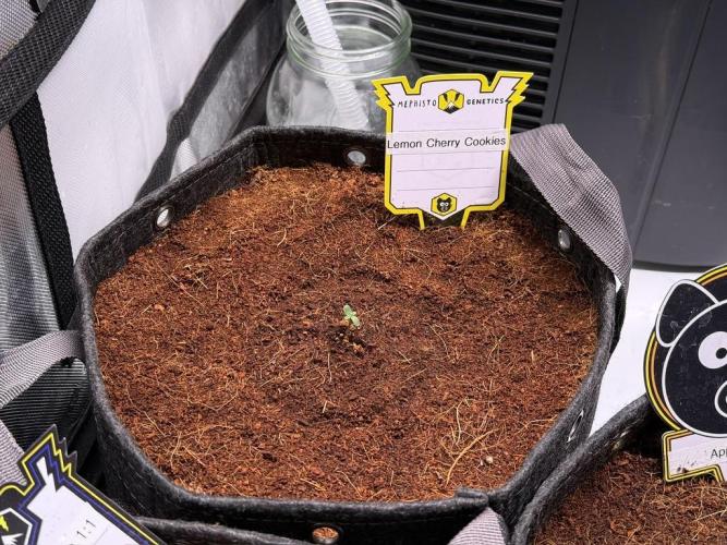 Lemon Cherry Cookies (Encore). Week 1 - Day 1