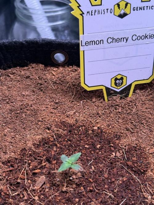 Lemon Cherry Cookies (Encore). Week 1 - Day 3