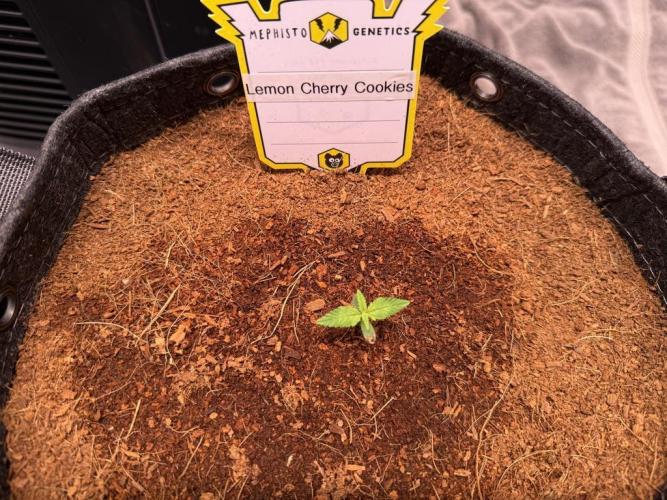 Lemon Cherry Cookies (Encore). Week 1 - Day 5
