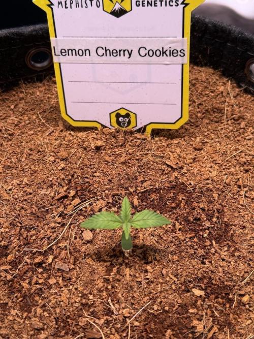 Lemon Cherry Cookies (Encore). Week 1 - Day 6