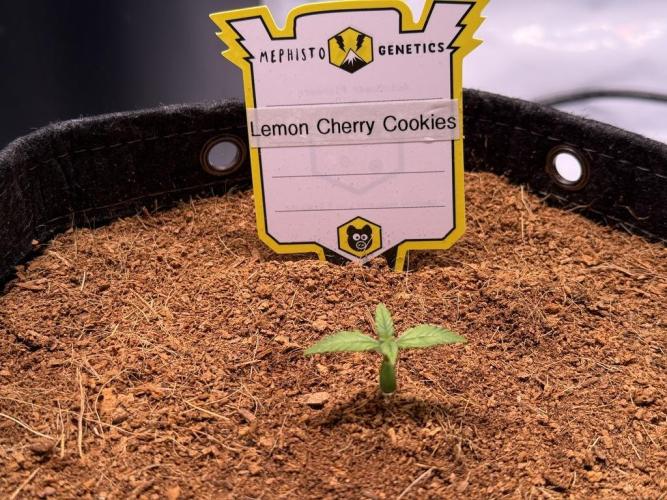 Lemon Cherry Cookies (Encore). Week 1 - Day 7