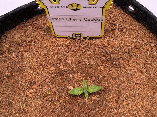 Lemon Cherry Cookies (Encore). Week 1 - Day 7