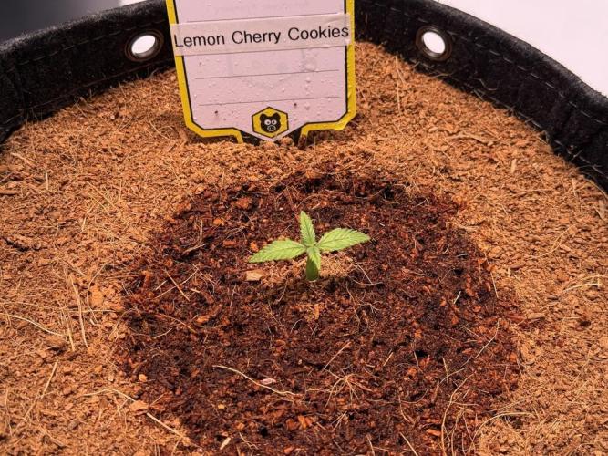 Lemon Cherry Cookies (Encore). Week 1 - Day 7