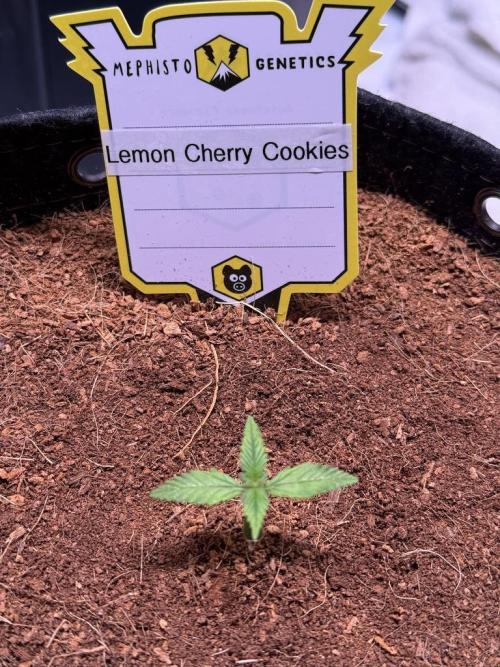 Lemon Cherry Cookies (Encore). Week 2 - Day 8