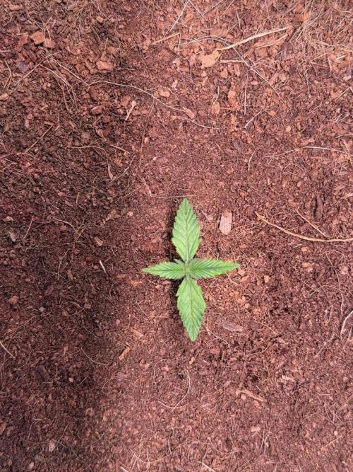 Lemon Cherry Cookies (Encore). Week 2 - Day 8